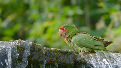 amazone a front rouge qui se baigne