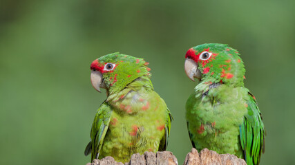 couple d'amazone portrait