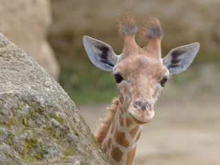 portrait d'une jeune girafe