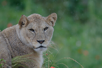 lionne sous la pluie