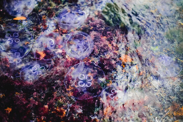 Jellyfish in shallow water