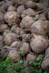 fresh beets on the grass in the garden