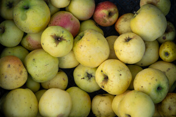 fresh crisp ripe apples on the garden