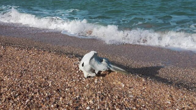 Waves washed up common porpoise (Phocoena phocoena) skull on a sandy beach. The death of dolphins in the Sea of Azov