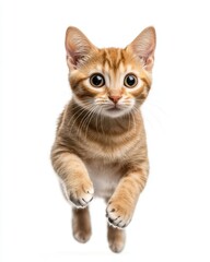 Cat kitten in motion pose transparent background