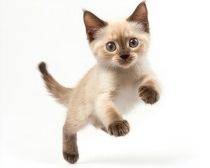 Cat kitten in motion pose transparent background