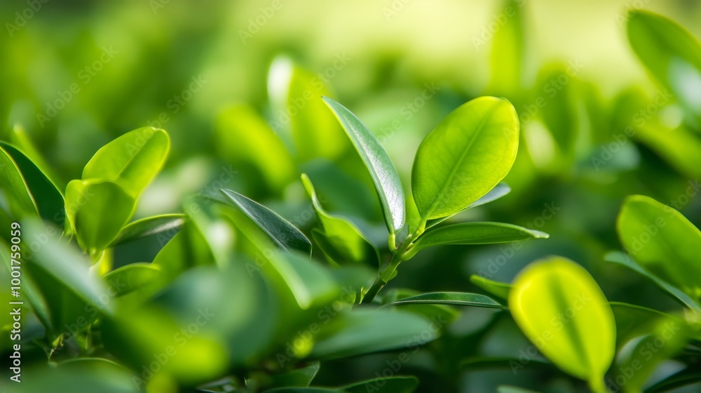 Poster lush green leaves create a dense cluster, illuminated by soft natural light. the gentle shadows enha