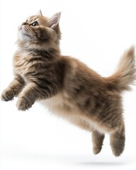Obraz premium Cat kitten in motion pose transparent background