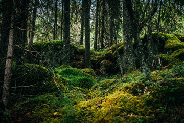 A tranquil dense forest in Sweden features lush moss covering the ground and boulders, surrounded by tall trees, creating a peaceful natural environment.