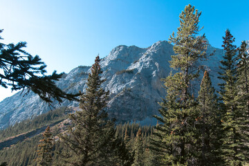 A majestic mountain peak towers in the background, surrounded by lush evergreen trees and a clear blue sky, capturing the beauty and serenity of nature in a scenic landscape.