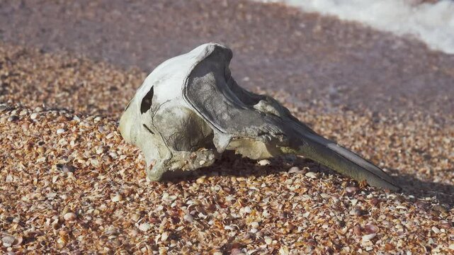 Waves washed up common porpoise (Phocoena phocoena) skull on a sandy beach. The death of dolphins in the Sea of Azov