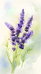 Obraz premium Lavender Bouquet in Watercolor Style