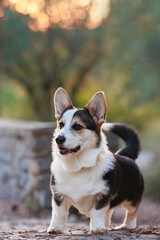 puppy dog corgi pembroke purebred