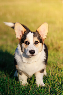 puppy dog corgi pembroke purebred