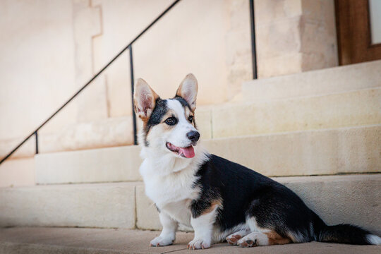 puppy dog corgi pembroke purebred