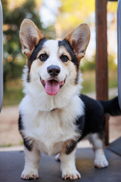 puppy dog corgi pembroke purebred