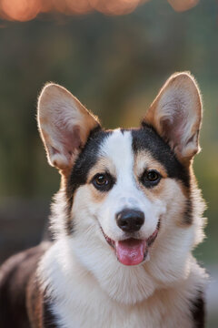 puppy dog corgi pembroke purebreed