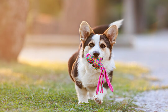 puppy dog corgi pembroke purebred