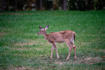 Deer In the Forest 
