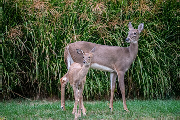Deer In the Forest 