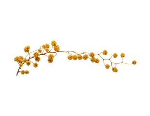 Dried mimosa flowers on white background