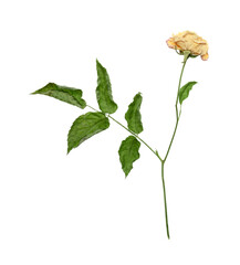 Dried rose flower on white background