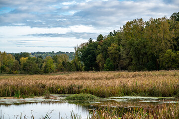 Autumn Forest and Clouds