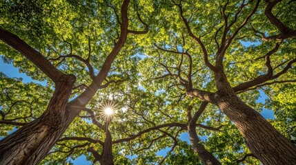 A low angle view of three tall trees with vibrant green leaves and the sun shining through their branches.
