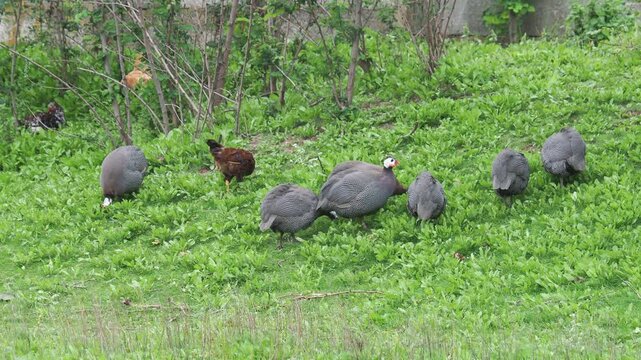 Guineafowl birds in search of food in a green grass meadow, Numida meleagris