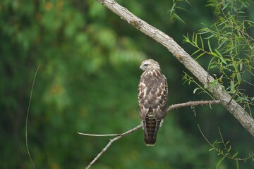 red-shouldered hawk in tree