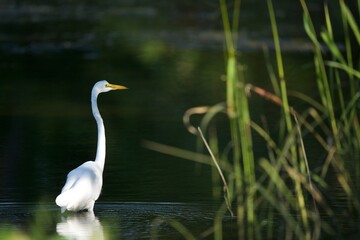 Obraz premium Two beautiful white egrets on a still pond