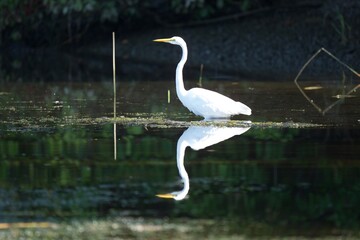Obraz premium Beautiful white egrets on a still pond