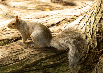 Squirrel in the park 