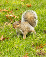 Squirrel in the park 