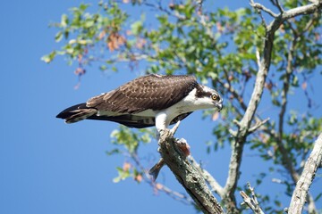 Osprey