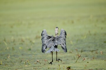 Great Blue Heron on pond