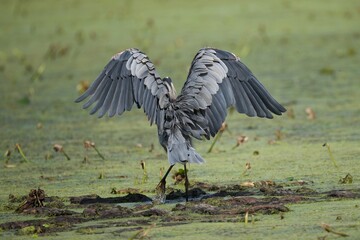 Great Blue Heron on pond