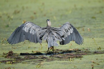 Great Blue Heron on pond