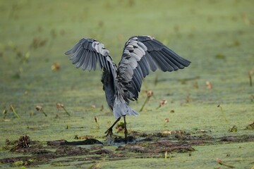 Great Blue Heron on pond