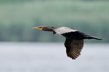 Double-crested cormorant