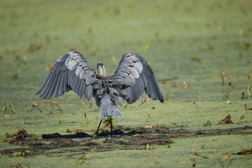 Great Blue Heron on pond