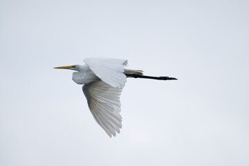 Flying white egret 