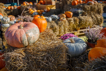 Farmer's pumpkin market autumn photo zone