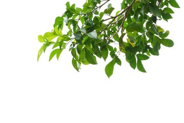 A Tropical plant with leaves branches on white isolated background for green foliage backdrop 