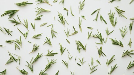 Naklejka premium Rosemary Sprigs Pattern Green Herbs on White Background