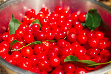 Close up of freshly collected cherry with green leaf. Summer time vibe and mood. High quality hand picked organic product. Result of hard work in a garden.