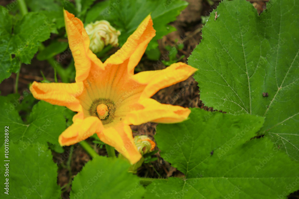 Wall mural courgette or zucchini plant with yellow flowers in a garden. growing fresh organic product. summer t