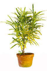 tree in pot on white background,bonsai tree with twisted branches and vibrant green leaves isolated on a white background