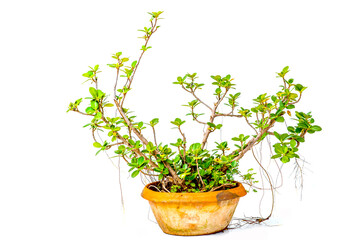 tree in pot on white background,bonsai tree with twisted branches and vibrant green leaves isolated on a white background