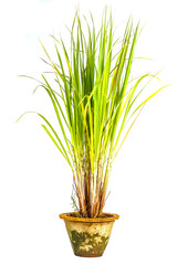 tree in pot on white background,bonsai tree with twisted branches and vibrant green leaves isolated on a white background